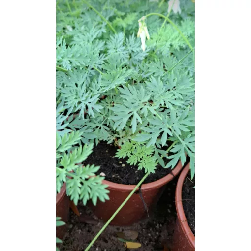 Dicentra formosa Amore Titanum - Szép szívvirág