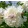 Paeonia lactiflora Festiva Maxima - Bazsarózsa