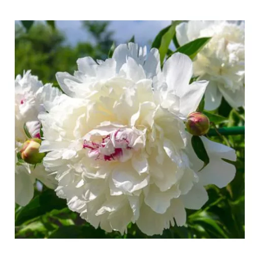 Paeonia lactiflora Festiva Maxima - Bazsarózsa
