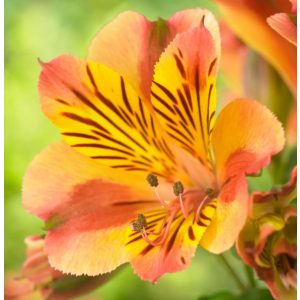 Alstroemeria Colorita Diana - Inkaliliom