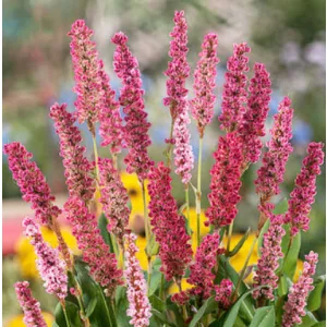 Persicaria amplexicaulis J.S. Keep Smiling - Keserűfű