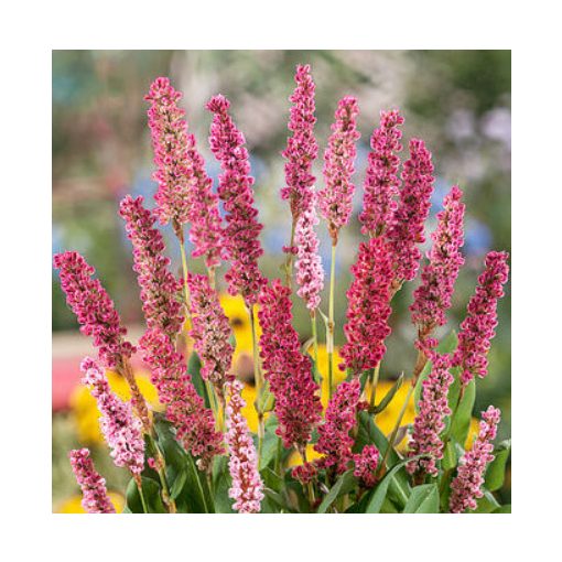 Persicaria amplexicaulis J.S. Keep Smiling - Keserűfű
