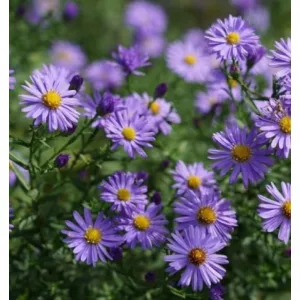 Aster dumosus Azurit - Évelő őszirózsa