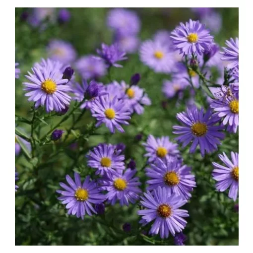 Aster dumosus Azurit - Évelő őszirózsa