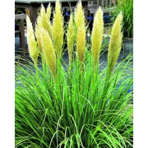 Cortaderia  selloana Mini Goldpampas - Pampafű