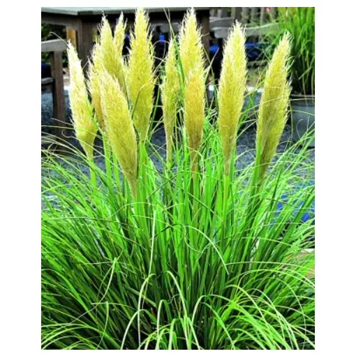 Cortaderia  selloana Mini Goldpampas - Pampafű