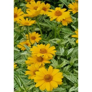   Heliopsis helianthoides Loraine Sunshine - Érdes napszemvirág