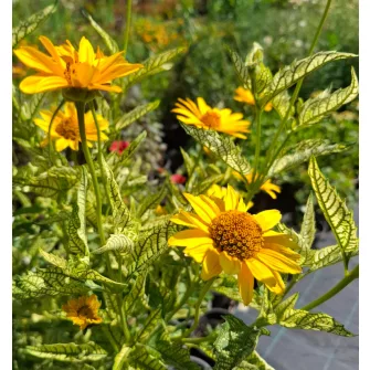 Napszemvirág (Heliopsis)