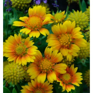 Gaillardia aristata Arizona Apricot - Kokárdavirág