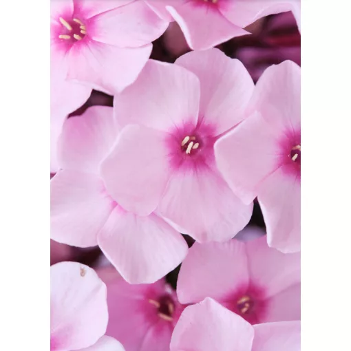 Phlox paniculata Magical Pink Eyez - Bugás lángvirág