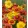 Gaillardia aristata Mix - Kokárdavirág mix