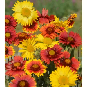 Gaillardia aristata Mix - Kokárdavirág mix