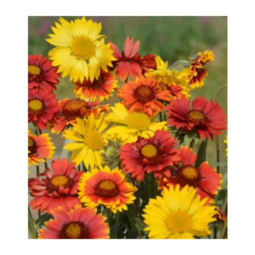 Gaillardia aristata Mix - Kokárdavirág mix
