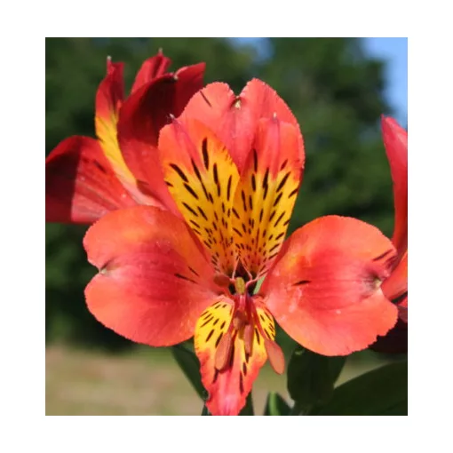 Alstroemeria Brissac - Inkaliliom