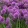 Allium Lavender Bubbles - Díszhagyma