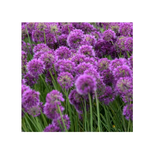 Allium Lavender Bubbles - Díszhagyma