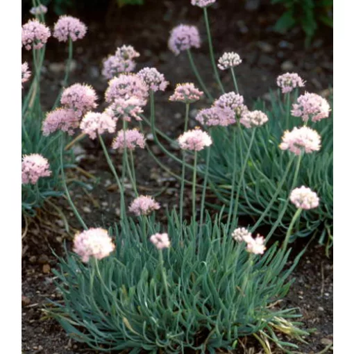 Allium senescens ssp. glaucum - Díszhagyma