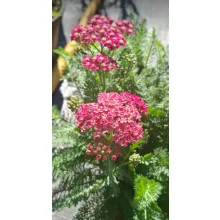 Achillea Royal Pinky-Panky - Cickafark