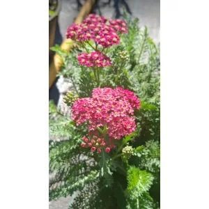 Achillea Royal Pinky-Panky - Cickafark