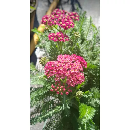 Achillea Royal Pinky-Panky - Cickafark