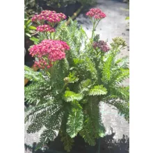 Achillea Royal Pinky-Panky - Cickafark