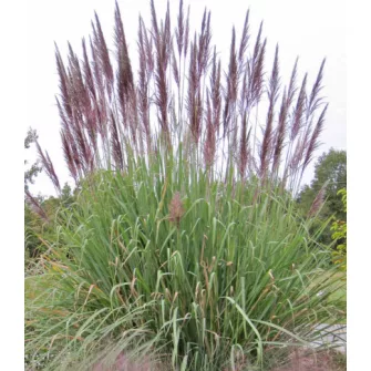 Elefántfű (Sacharum)