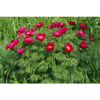 Bazsarózsa (Paeonia)