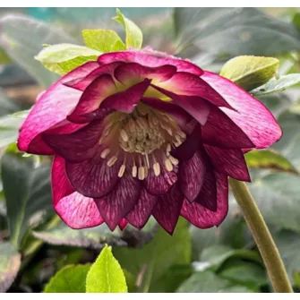 Hunyor (Helleborus)