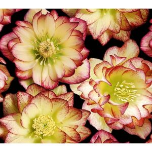 Helleborus Quintessa Honey - Hunyor