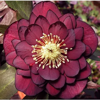 Hunyor (Helleborus)