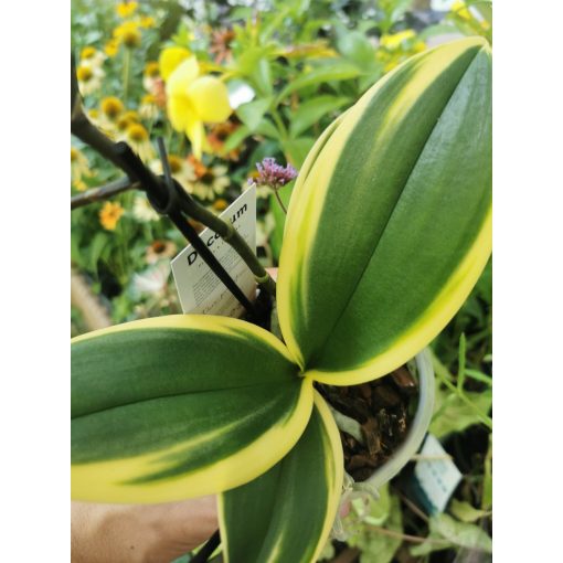 Phalaenopsis Sogo Vivien - Variegata