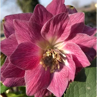 Hunyor (Helleborus)
