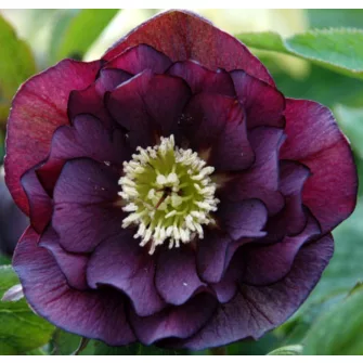 Hunyor (Helleborus)