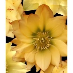 Helleborus Quintessa Sun - Hunyor