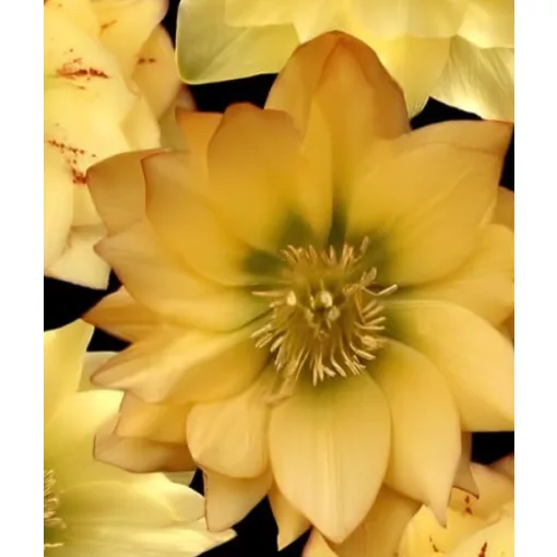 Helleborus Quintessa Sun - Hunyor