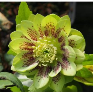 Helleborus Quintessa Lemon - Hunyor