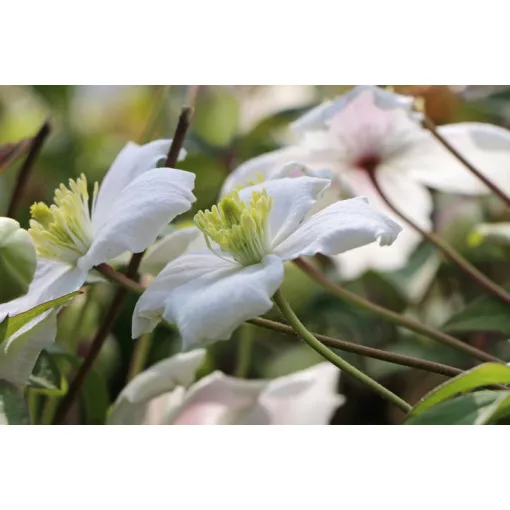 Clematis Alexander