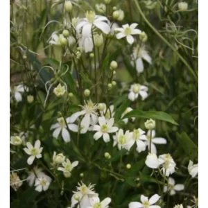 Clematis angustifolia