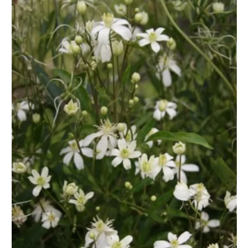 Clematis angustifolia