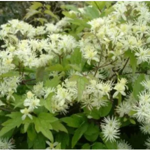 Clematis apiifolia