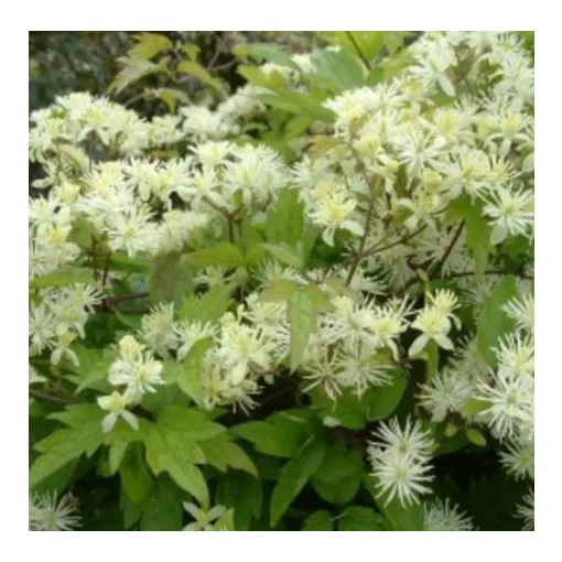 Clematis apiifolia
