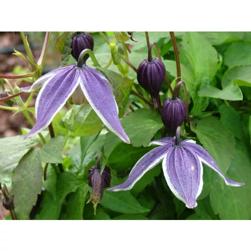 Clematis atr. Blue Eclipse