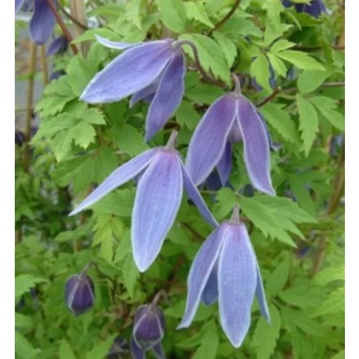 Clematis atr. Cyanea blue