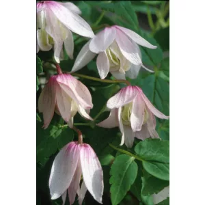 Clematis atr. Pink Flamingo