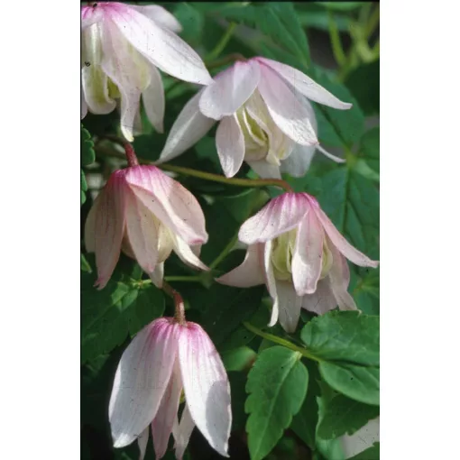 Clematis atr. Pink Flamingo