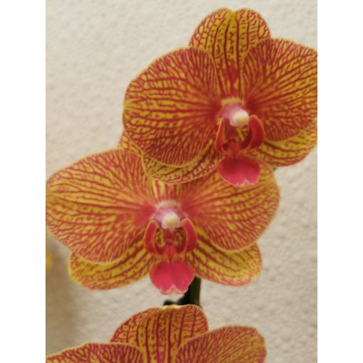 Phalaenopsis sp. 18