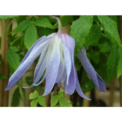 Clematis atr. Wesselton blue