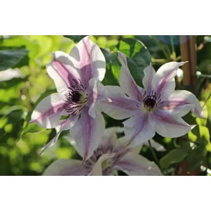 Clematis Best Wishes