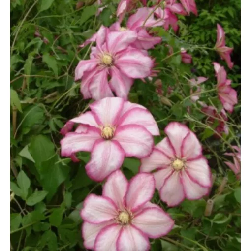 Clematis Betty Risdon