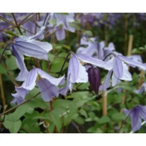 Clematis Blue Boy blue